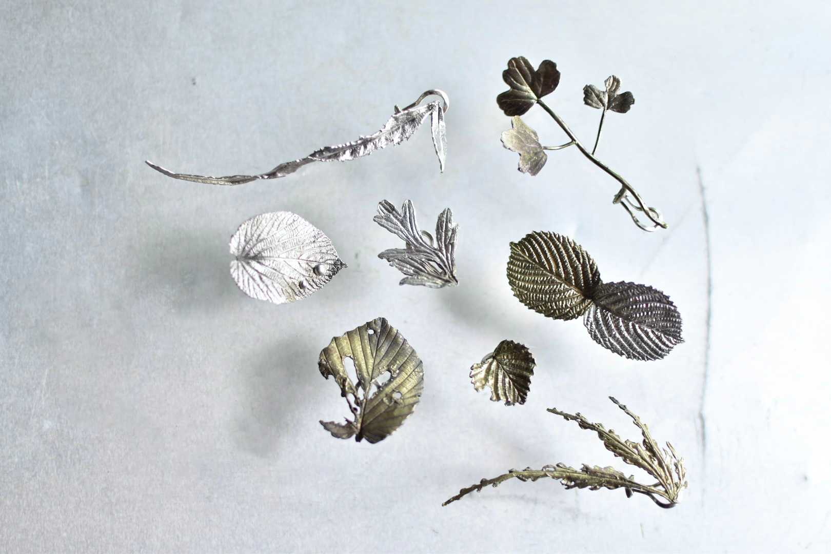 ソウホウショクブツ