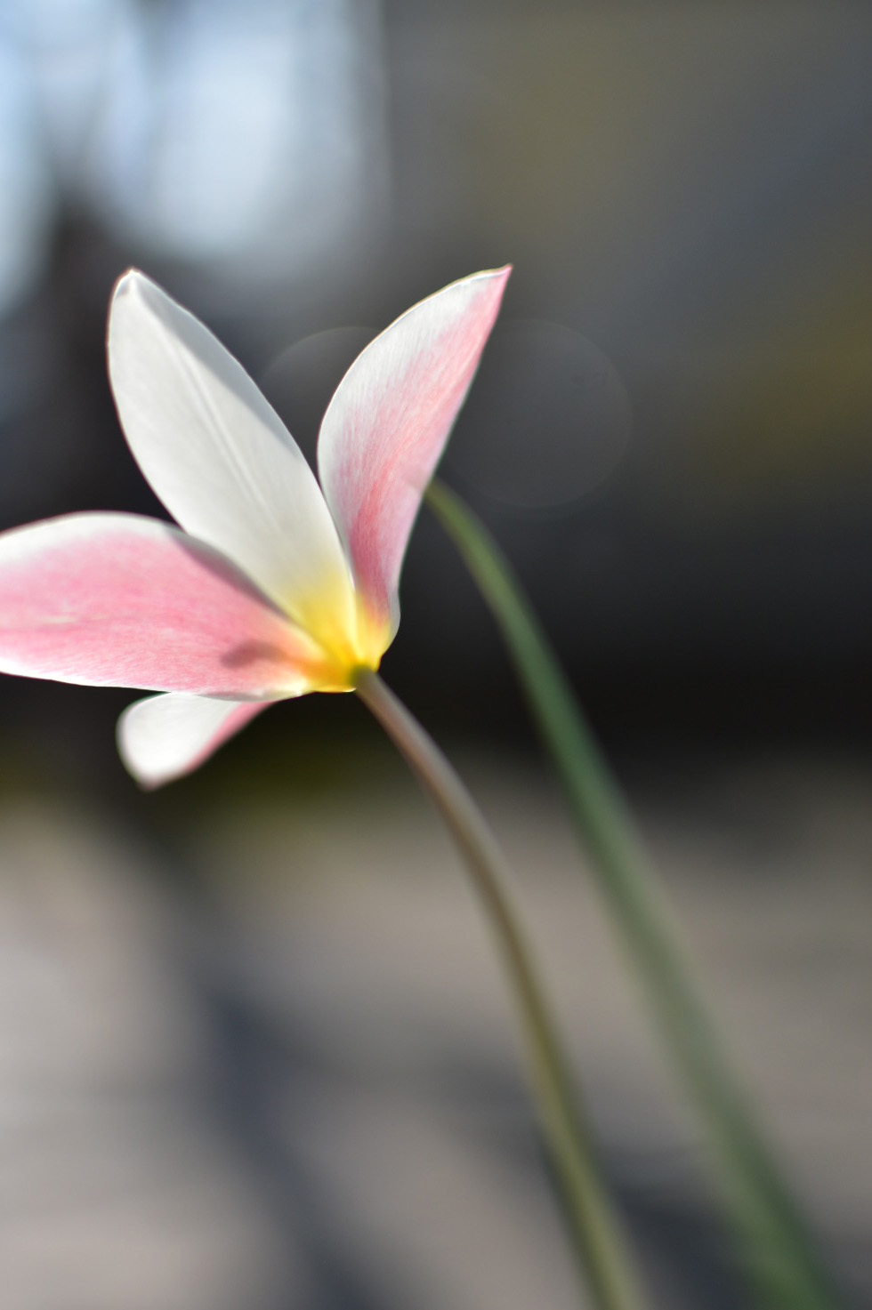 クレマチスの花とチューリップの花びら