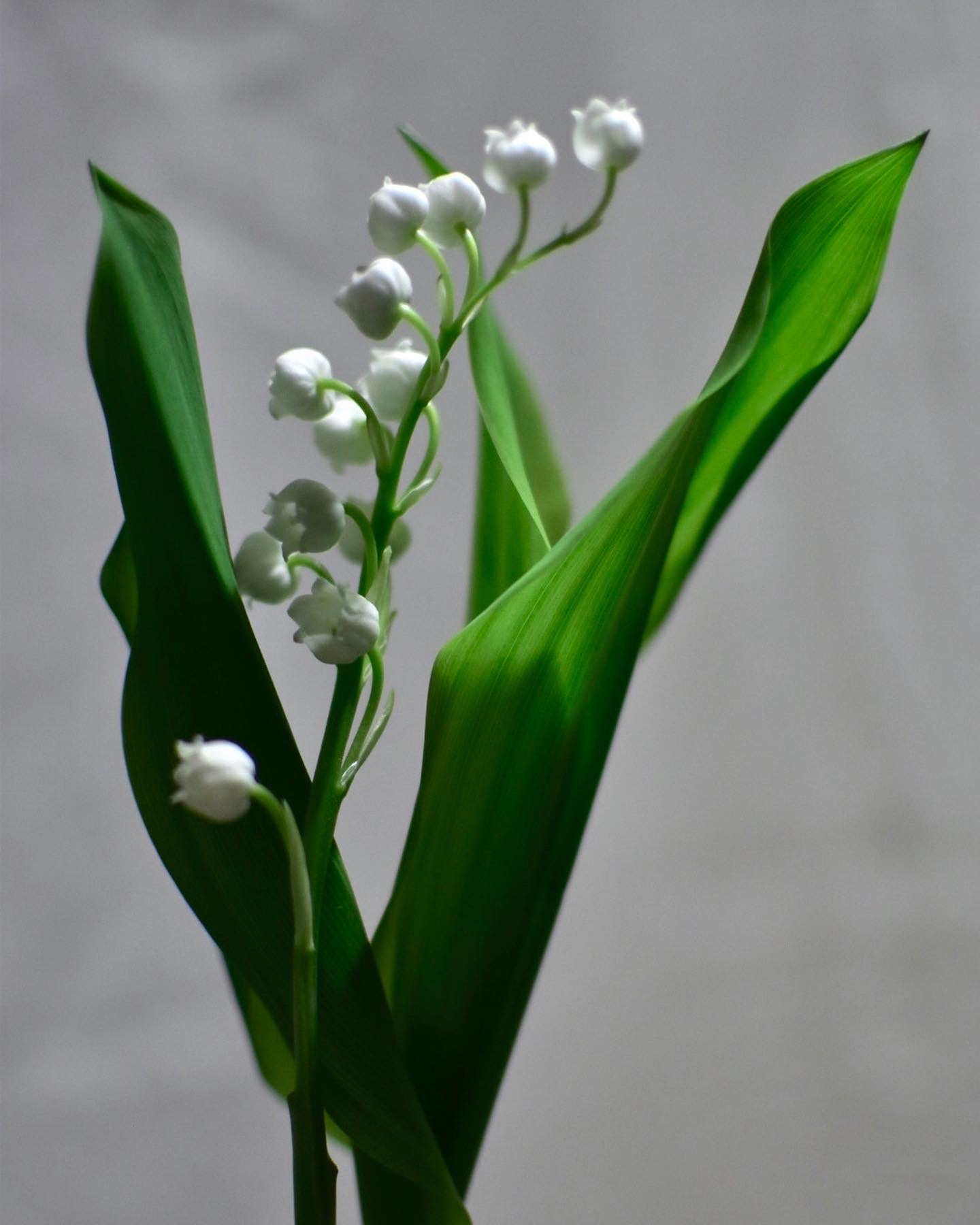 鈴蘭の花と翁草の葉