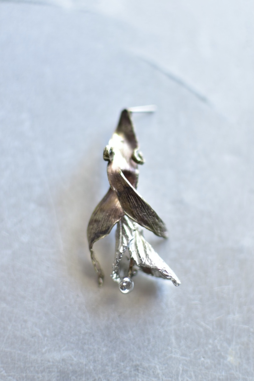 日向水木とチューリップの花びら