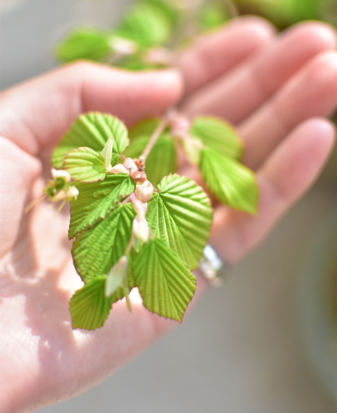 ヒュウガミズキ